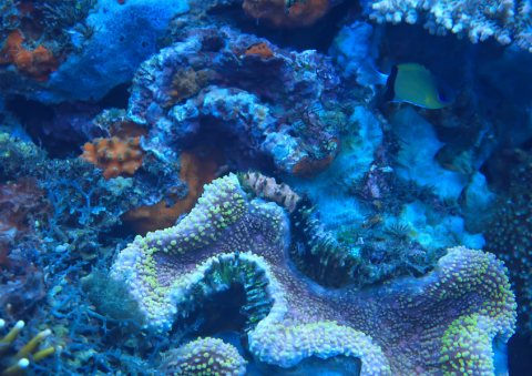 Ocean Protection and Community Action for Marine Environments Training Program Ocean Protection and Community Action for Marine Environments Training Program