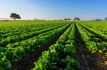Organic Agriculture